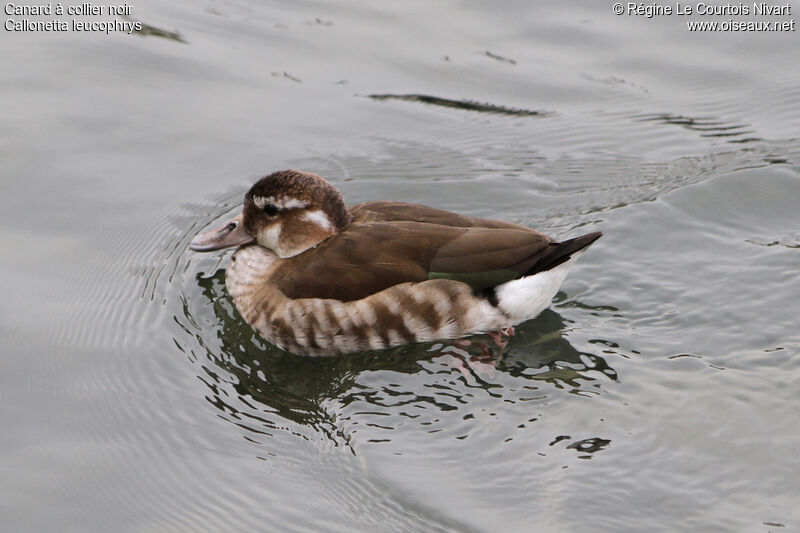 Canard à collier noir femelle, identification