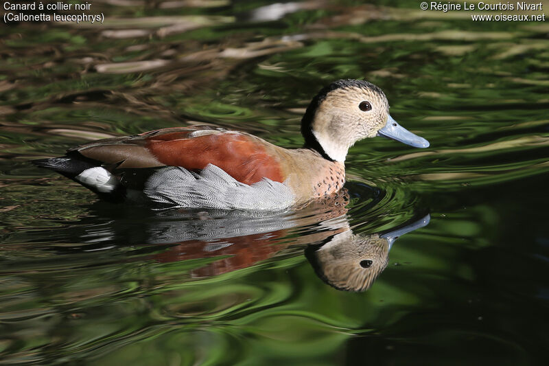 Ringed Teal male