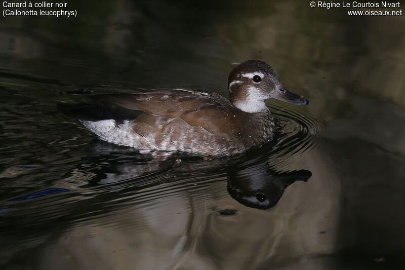 Ringed Teal female