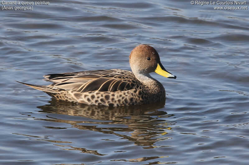 Yellow-billed Pintail