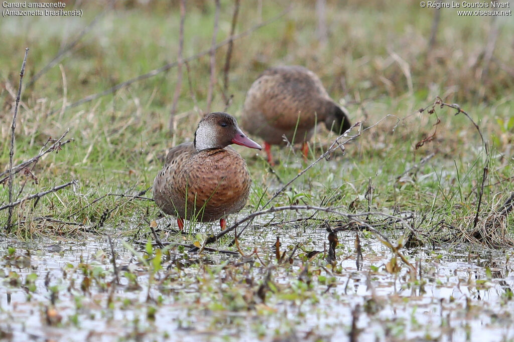Canard amazonette