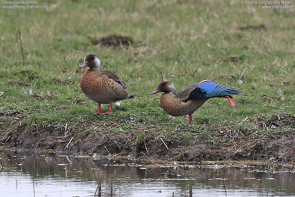 Canard amazonette, pigmentation
