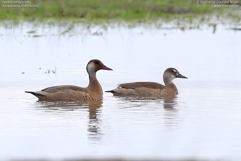 Canard amazonetteadulte