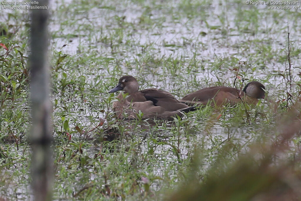 Canard amazonetteadulte