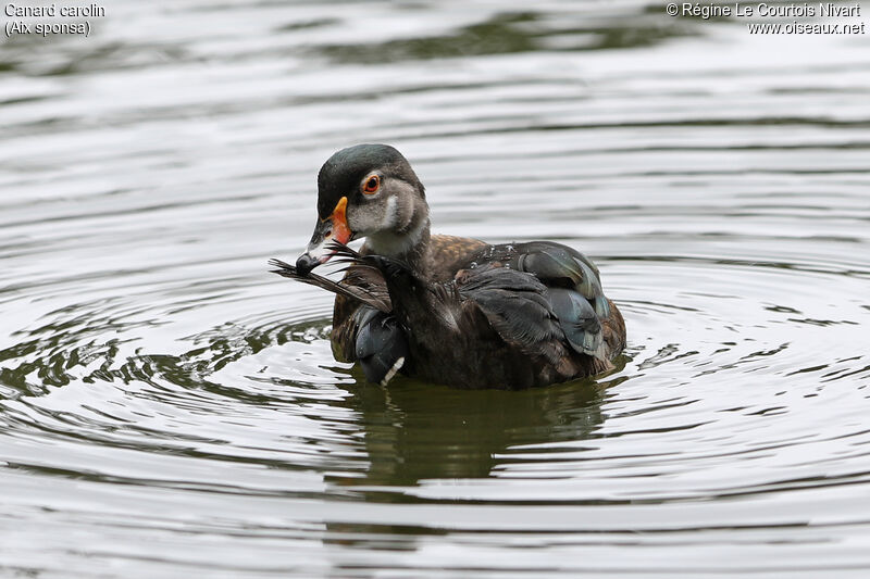 Wood Duck