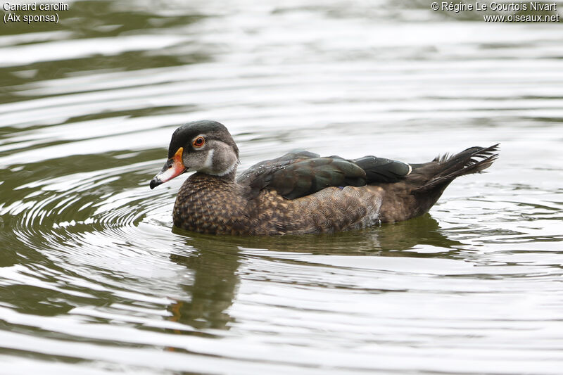 Canard carolin mâle