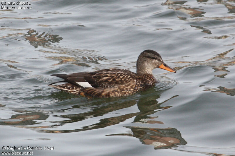 Gadwall female