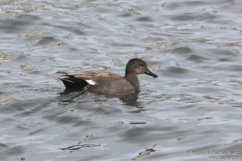 Canard chipeau mâle, identification