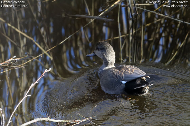 Canard chipeau