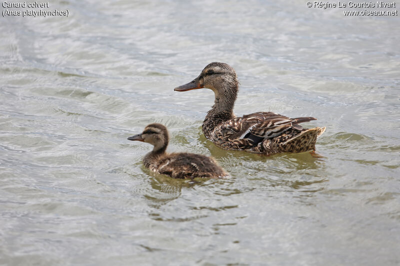 Canard colvert