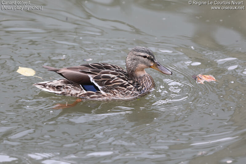 Mallard female