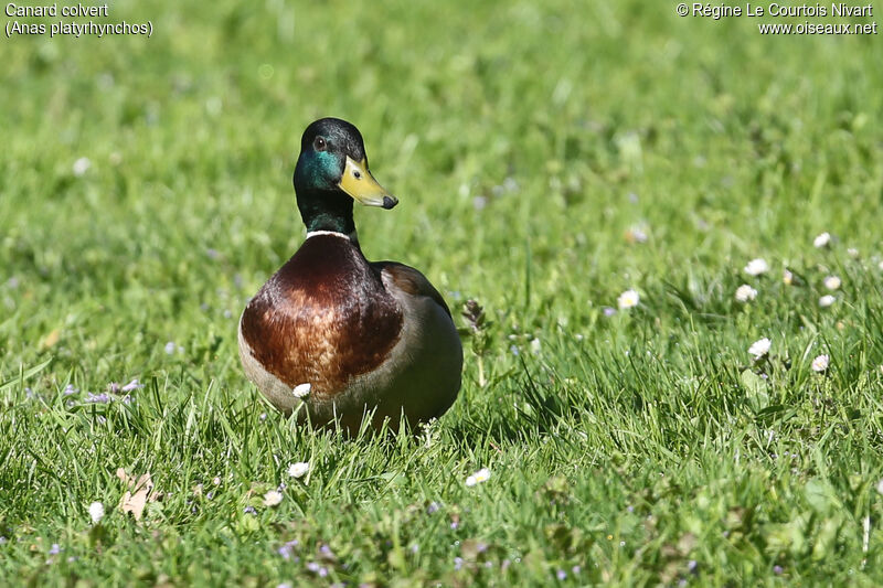 Canard colvert