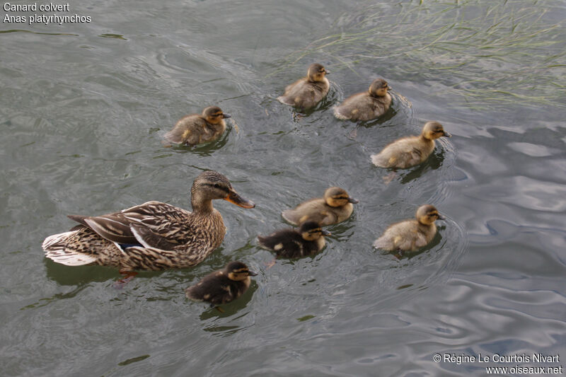 Canard colvert