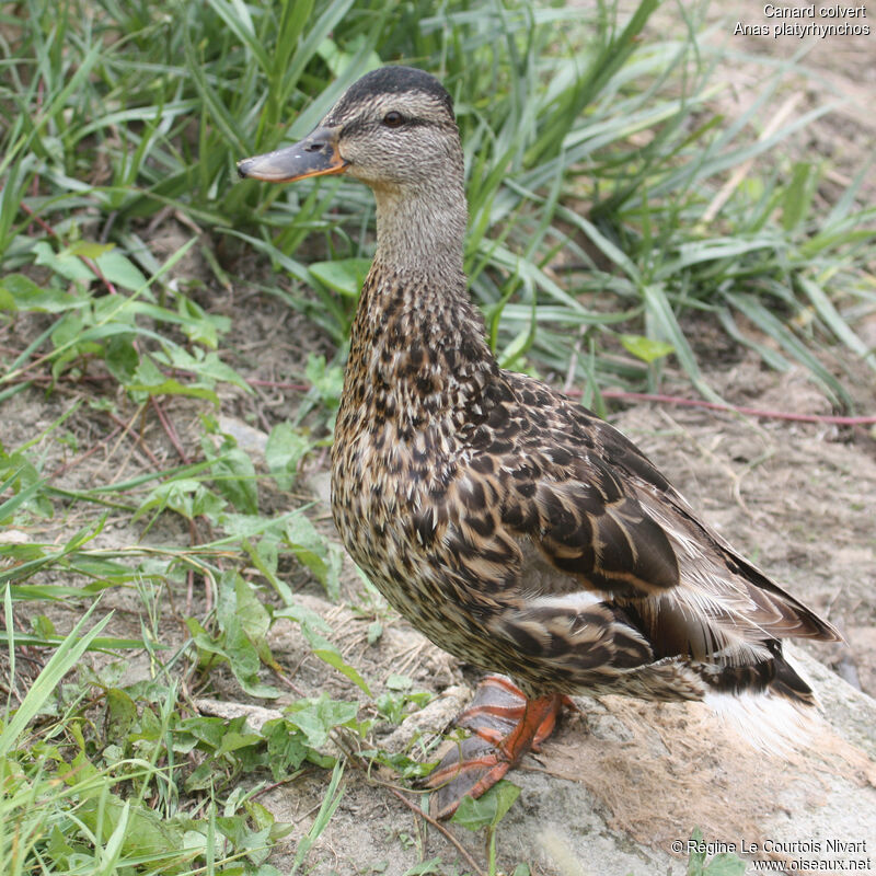 Mallard female