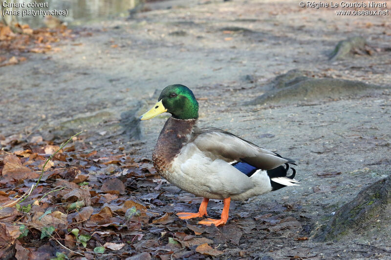 Canard colvert