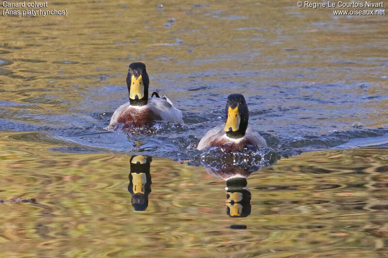 Canard colvert