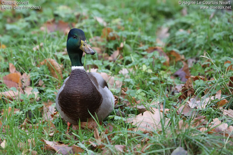 Canard colvert mâle adulte