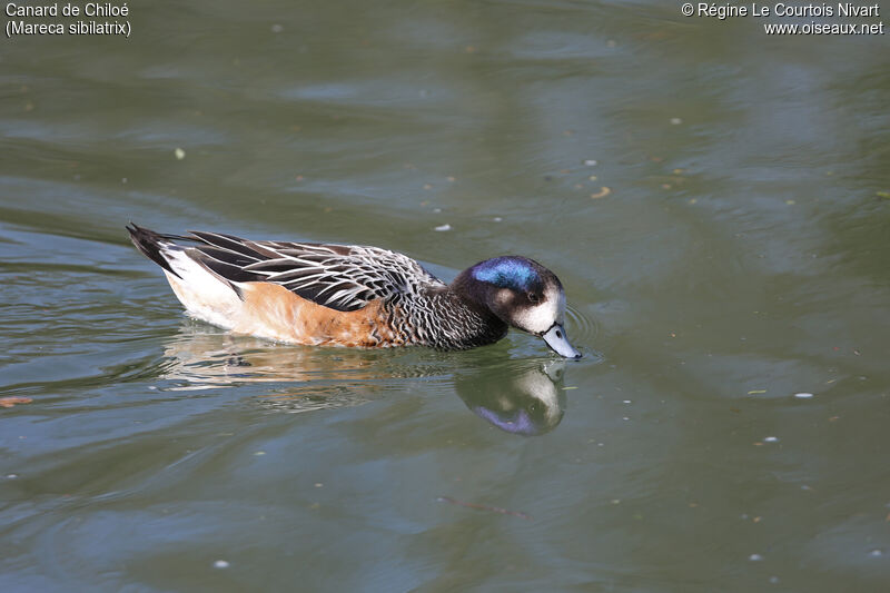 Chiloe Wigeon