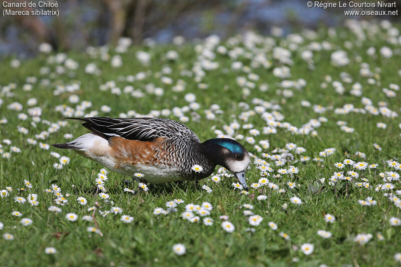 Chiloe Wigeon