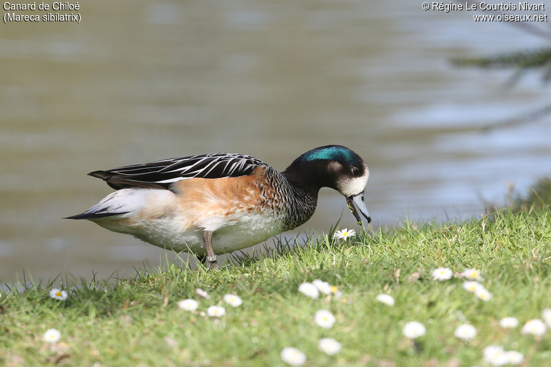 Chiloe Wigeon