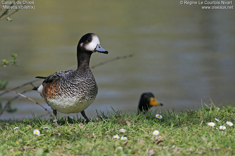 Canard de Chiloé