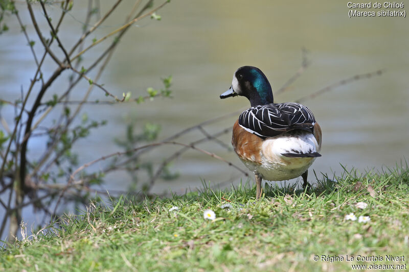 Chiloe Wigeon