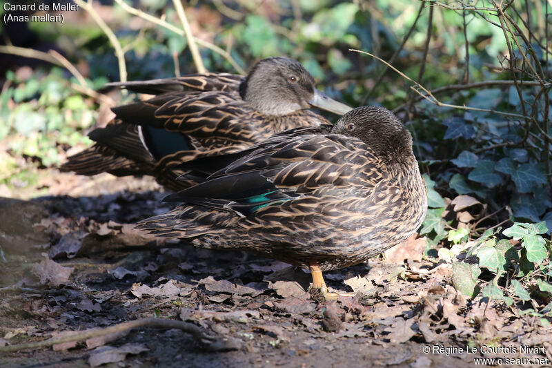 Canard de Meller