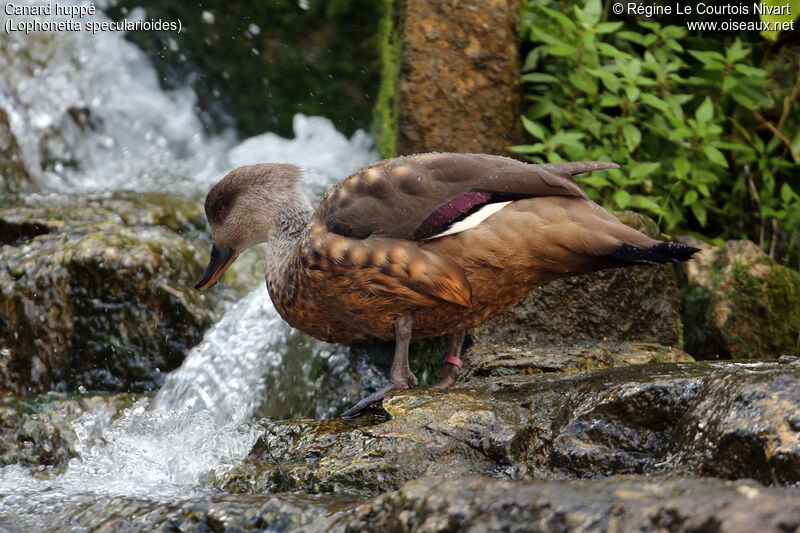 Canard huppé