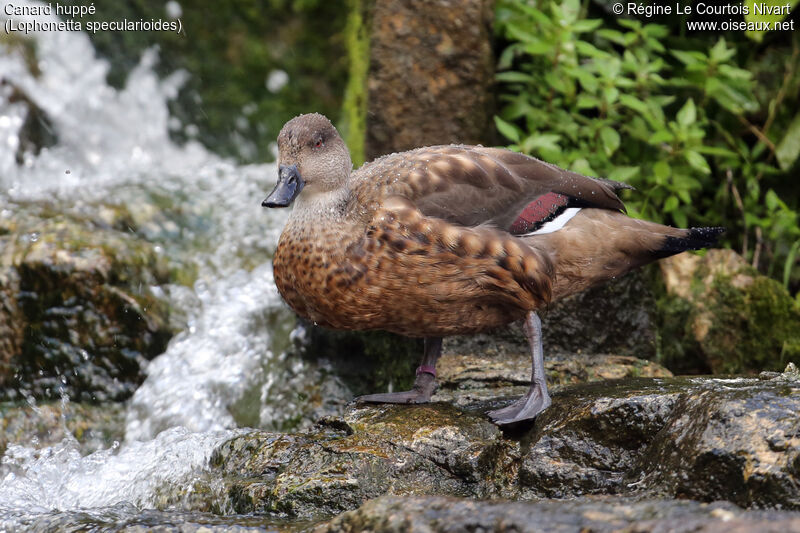 Canard huppé