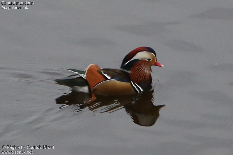 Canard mandarin mâle adulte