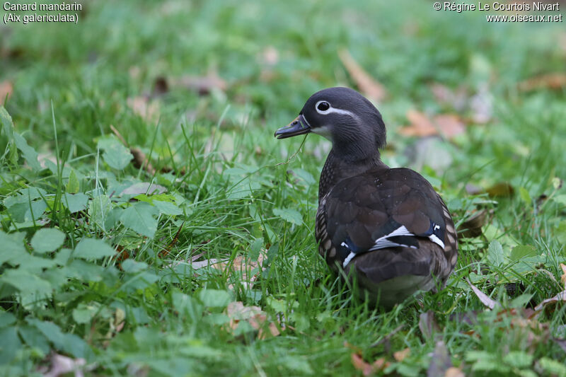 Canard mandarin femelle adulte