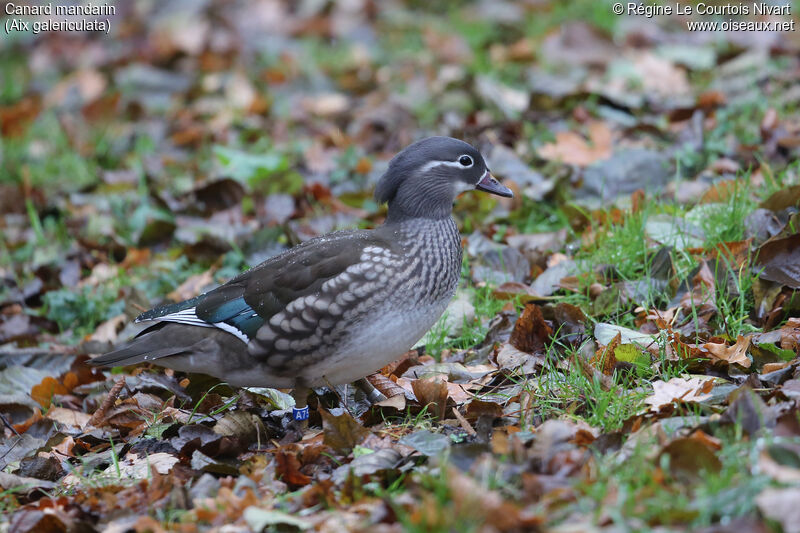 Canard mandarin