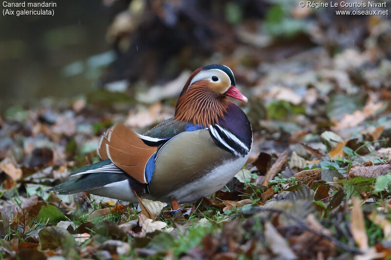 Canard mandarin mâle adulte