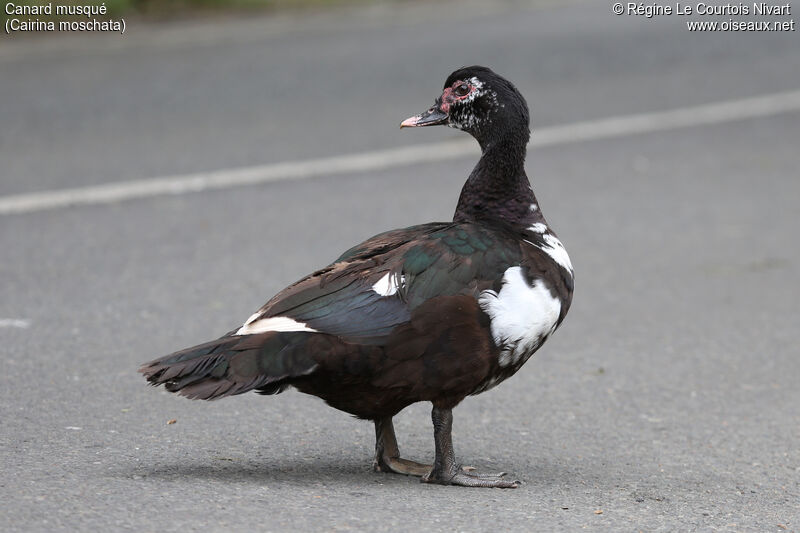 Canard musqué