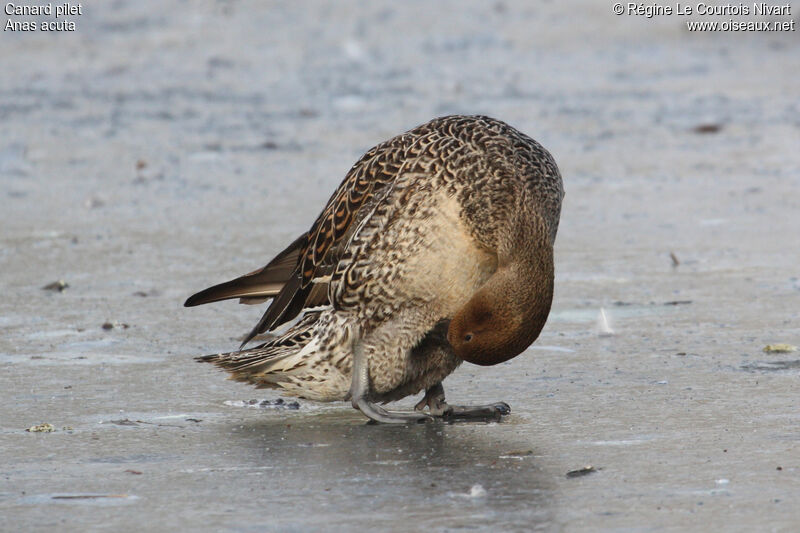 Canard pilet femelle