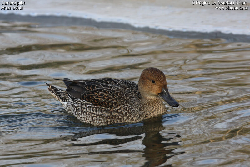 Canard pilet femelle