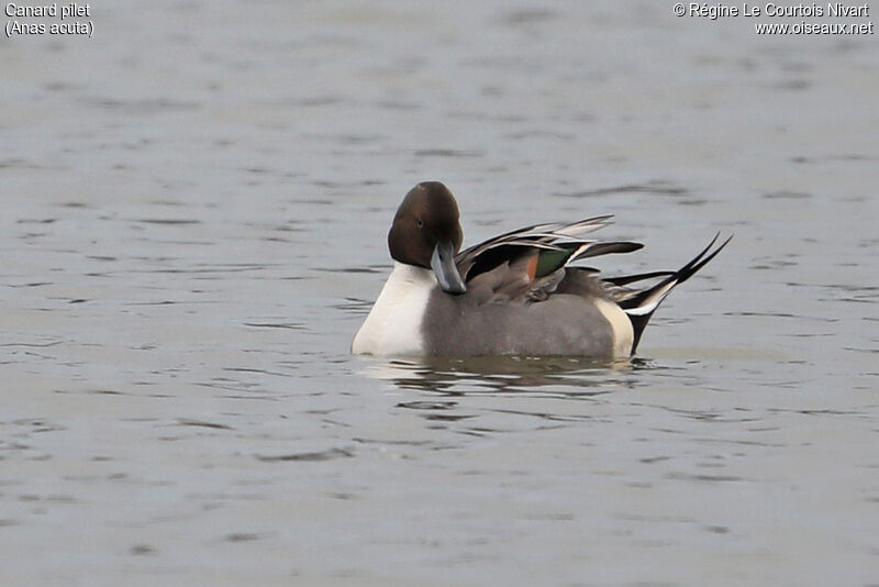 Canard pilet mâle