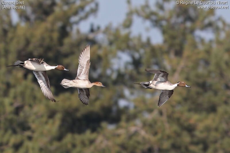 Northern Pintail