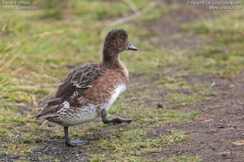 Eurasian Wigeonjuvenile