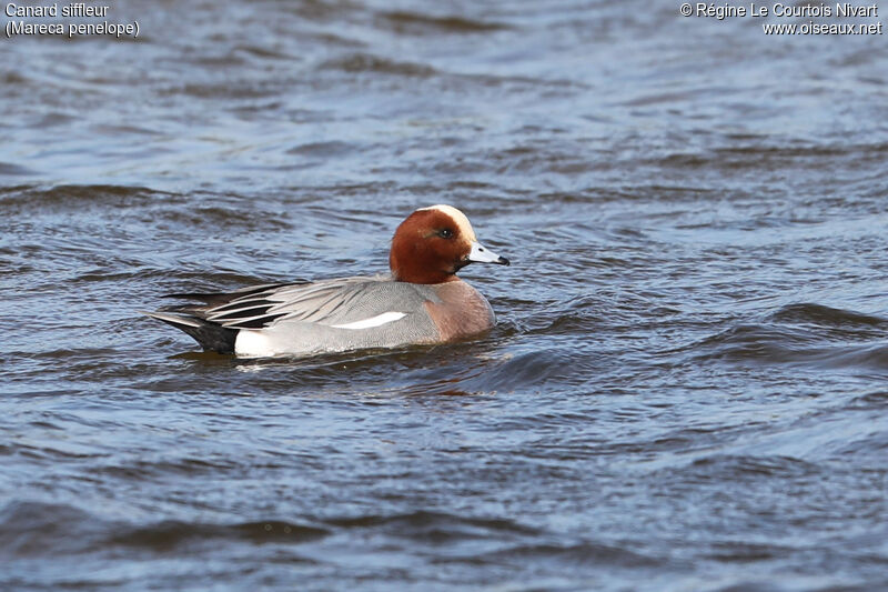 Canard siffleur mâle adulte