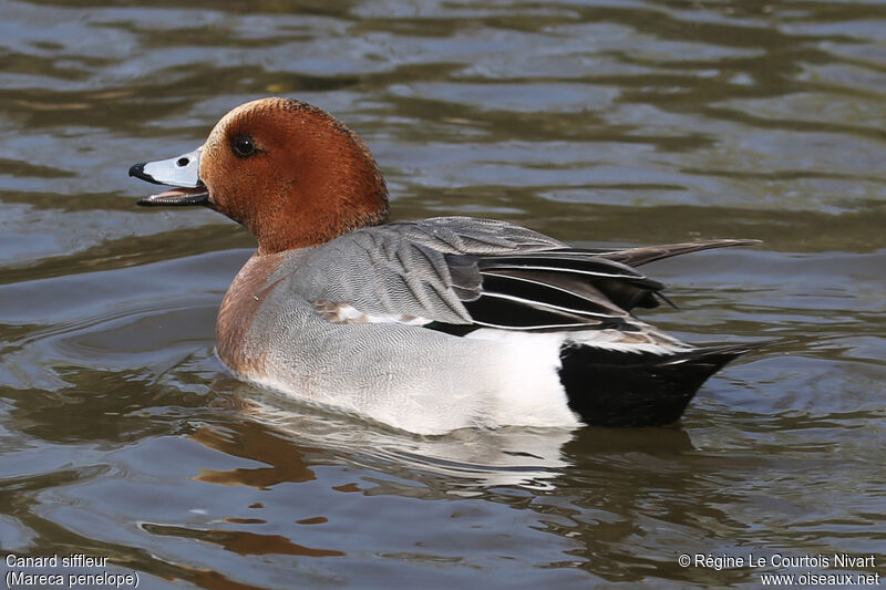 Canard siffleur mâle