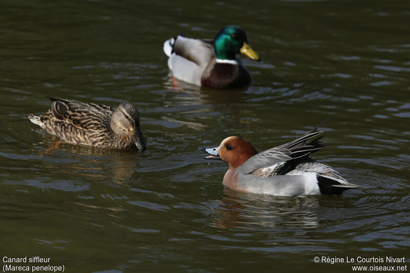 Canard siffleur mâle