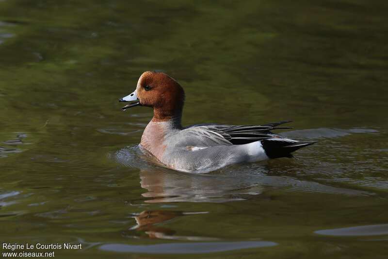 Canard siffleur mâle adulte