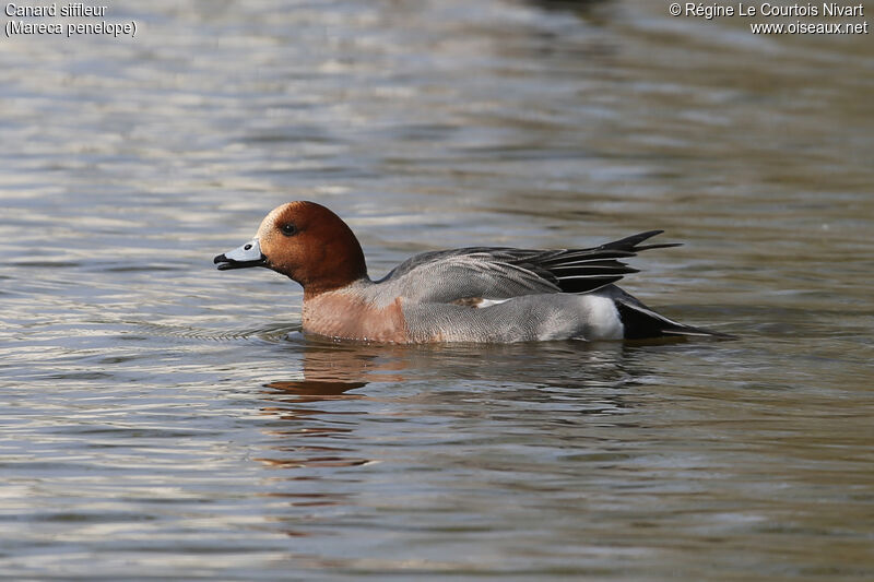 Eurasian Wigeon male