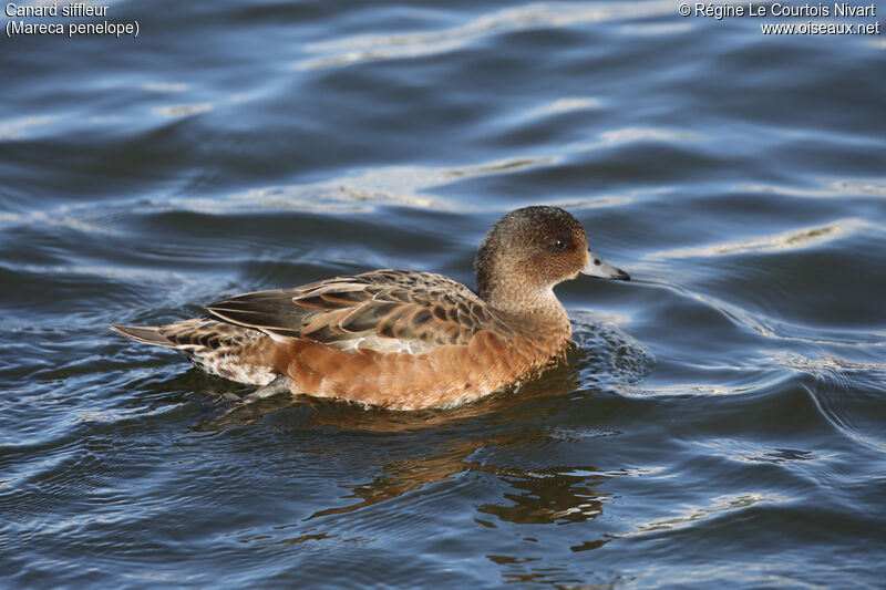 Canard siffleur