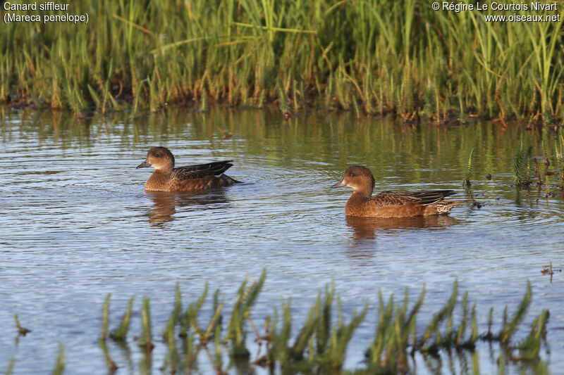 Canard siffleur