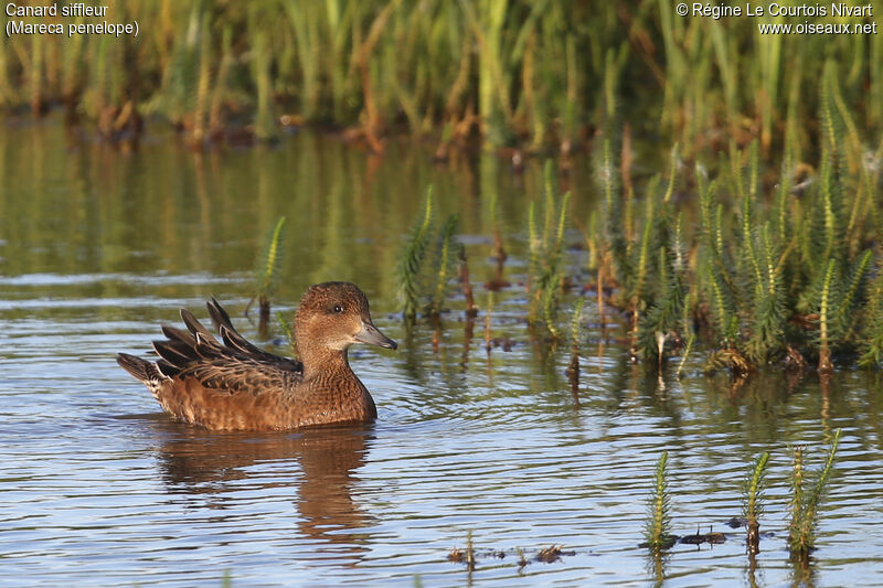 Eurasian Wigeon