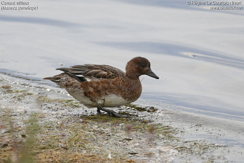 Canard siffleur