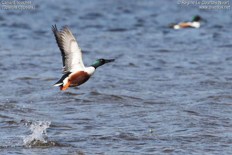 Northern Shoveler male adult