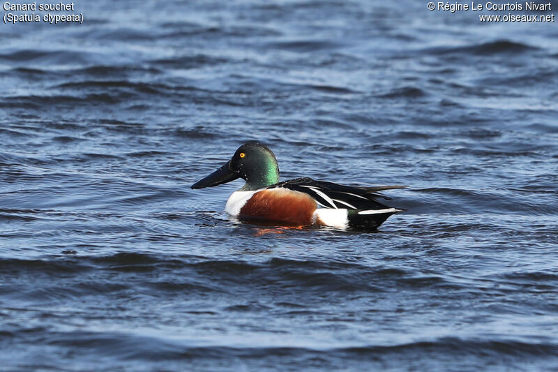 Canard souchet mâle adulte nuptial